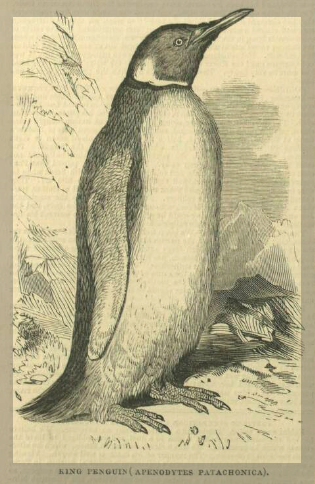 Old print of penguin